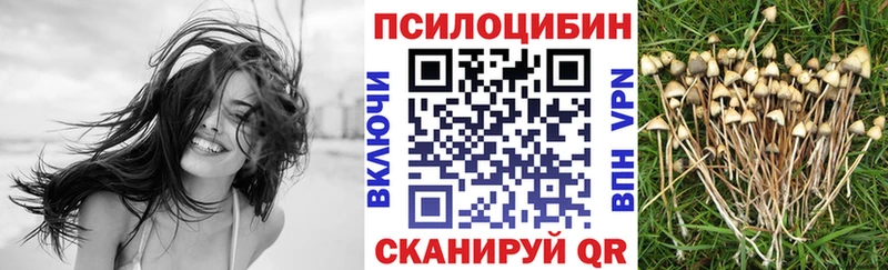где купить наркотик  Могоча  Псилоцибиновые грибы Psilocybe 